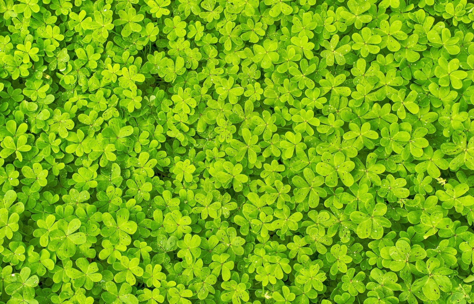 2000 MICROCLOVER Dwarf Miniature Trifolium Repens White Flower Clover Lawn Seeds gallery