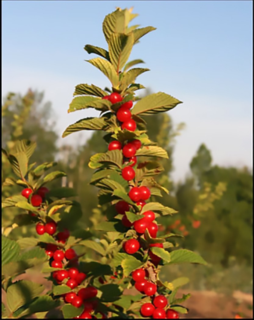 Nanking Cherry, Prunus tomentosa, Shrub Seeds (Edible, Hardy, Fast) gallery