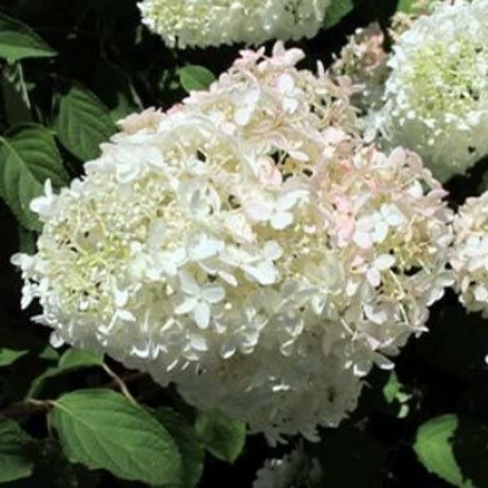 Hydrangea Blooms All Summer BoBo Dwarf Bush Live Plant Proven Winners 4" Pot gallery