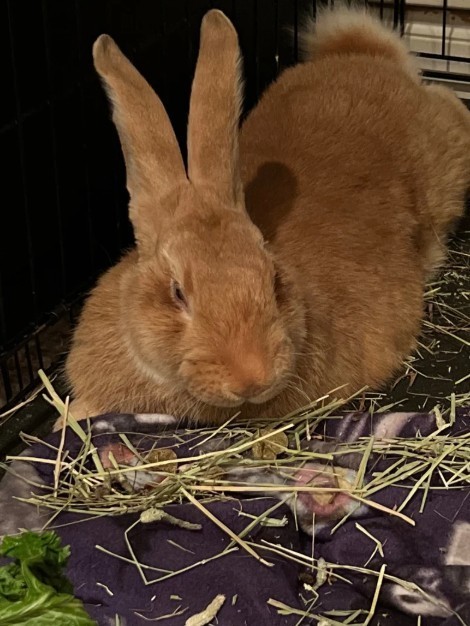 Organic Rabbit Manure Fertilizer - Poop Pellets gallery