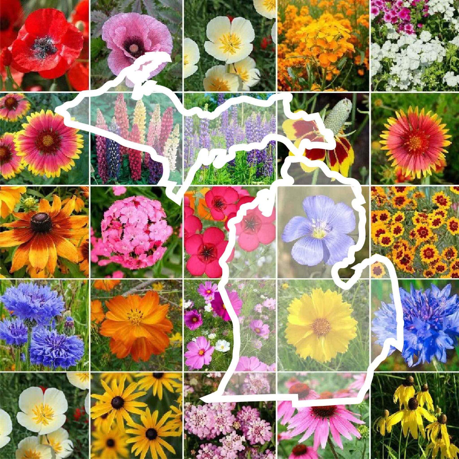 Wildflower MICHIGAN State Flower Mix Perennials & Annuals USA Non-GMO 1000 Seeds gallery
