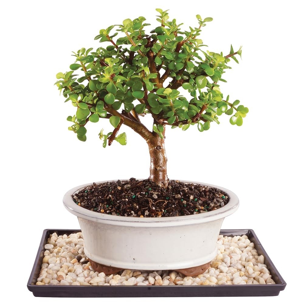 Live Dwarf Jade Bonsai Tree - 5 Years Old, 8"-12" Tall, Decorative Container & H gallery