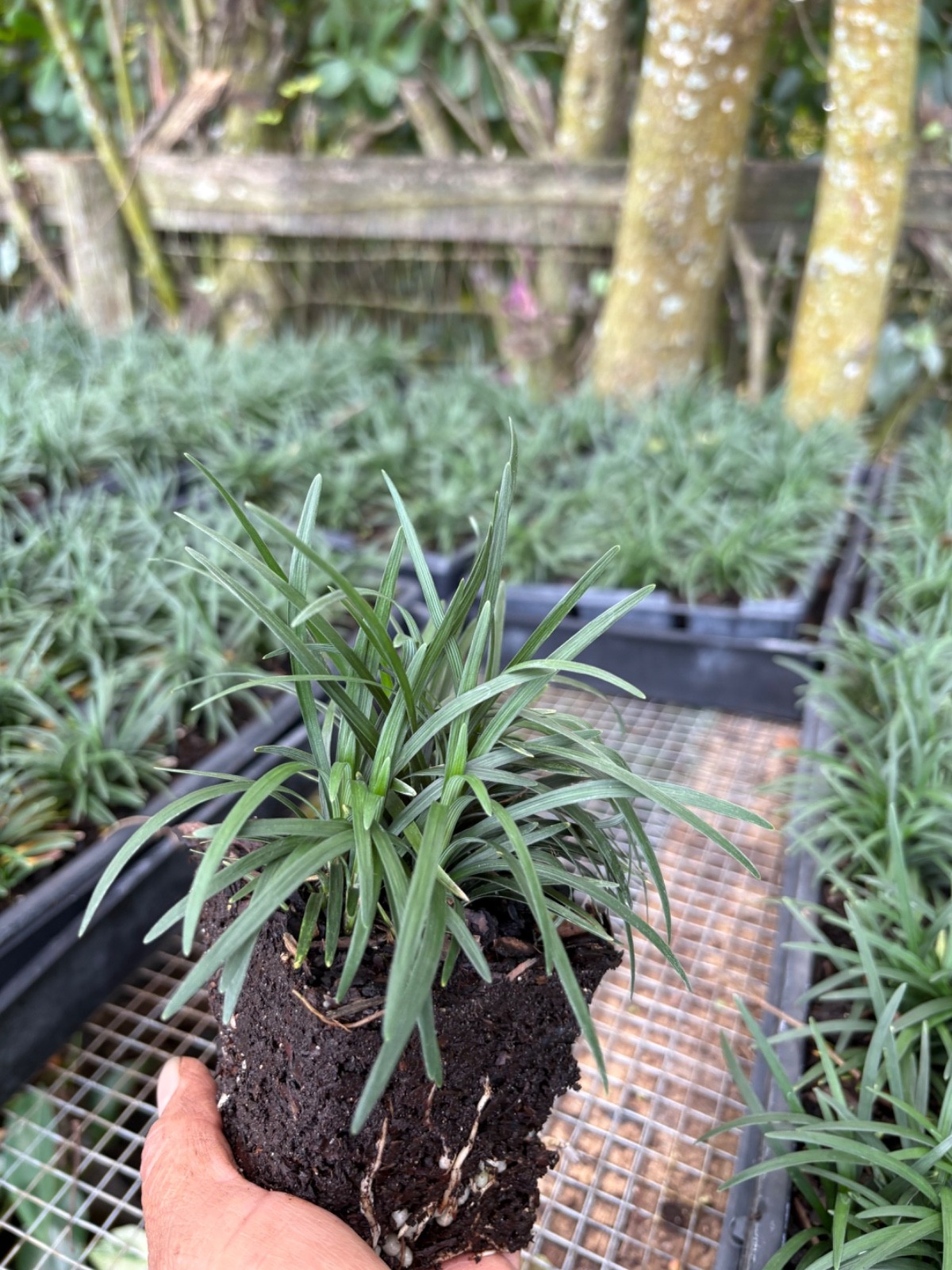 dwarf mondo grass 18pc gallery