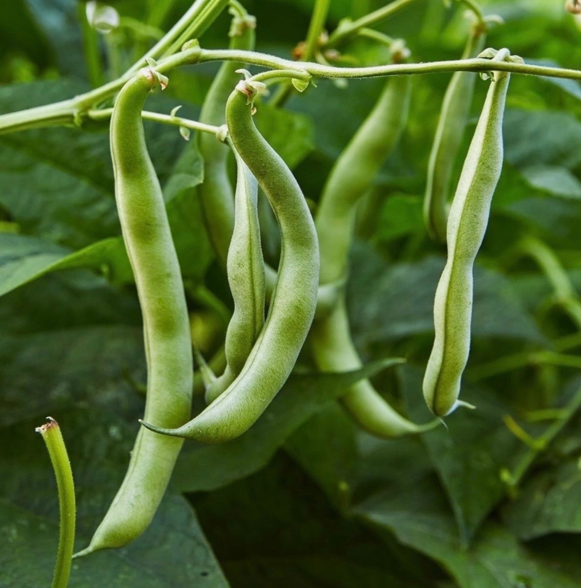 Blue Lake Stringless Pole Bean - Fresh Seeds - Non-GMO Heirloom 🇺🇸 USA Seller gallery