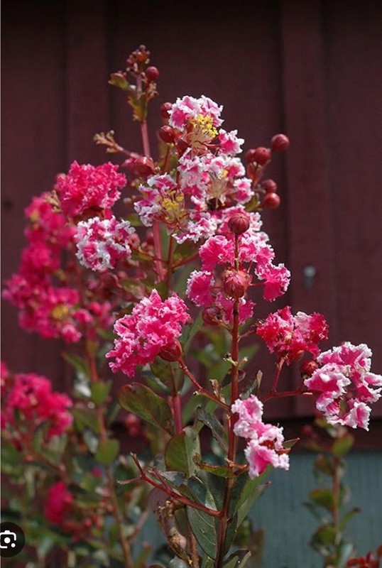 Raspberry Sunday Crape Crepe Myrtle Starter Lagerstroemia Small STARTER Plant gallery