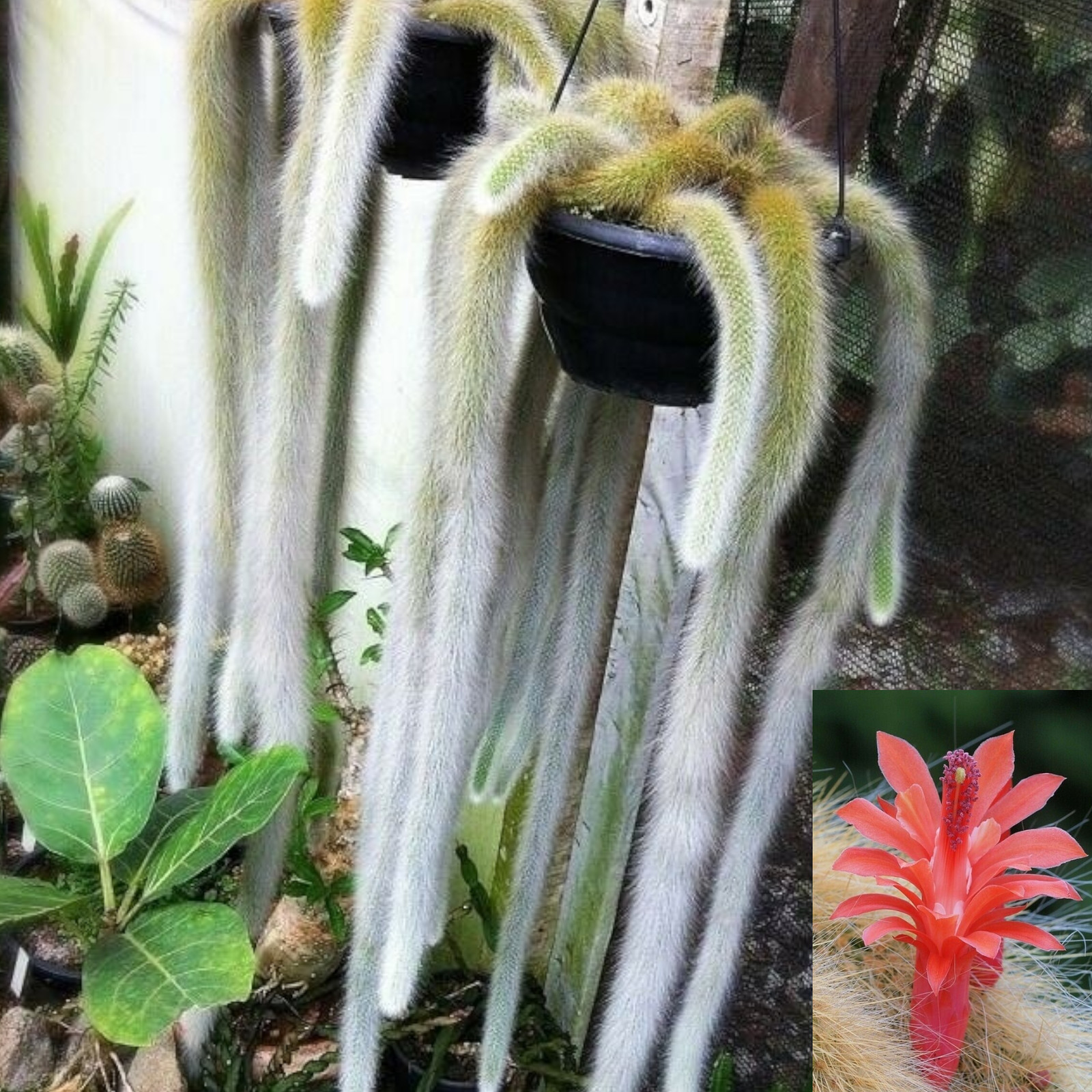 Monkey Tail Cactus Hildewintera colademononis Succulent Plant gallery