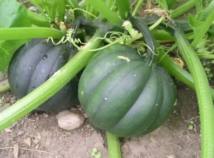 100+ TABLE QUEEN ACORN WINTER SQUASH SEEDS - Heorloom - Organic ------- FRESH gallery