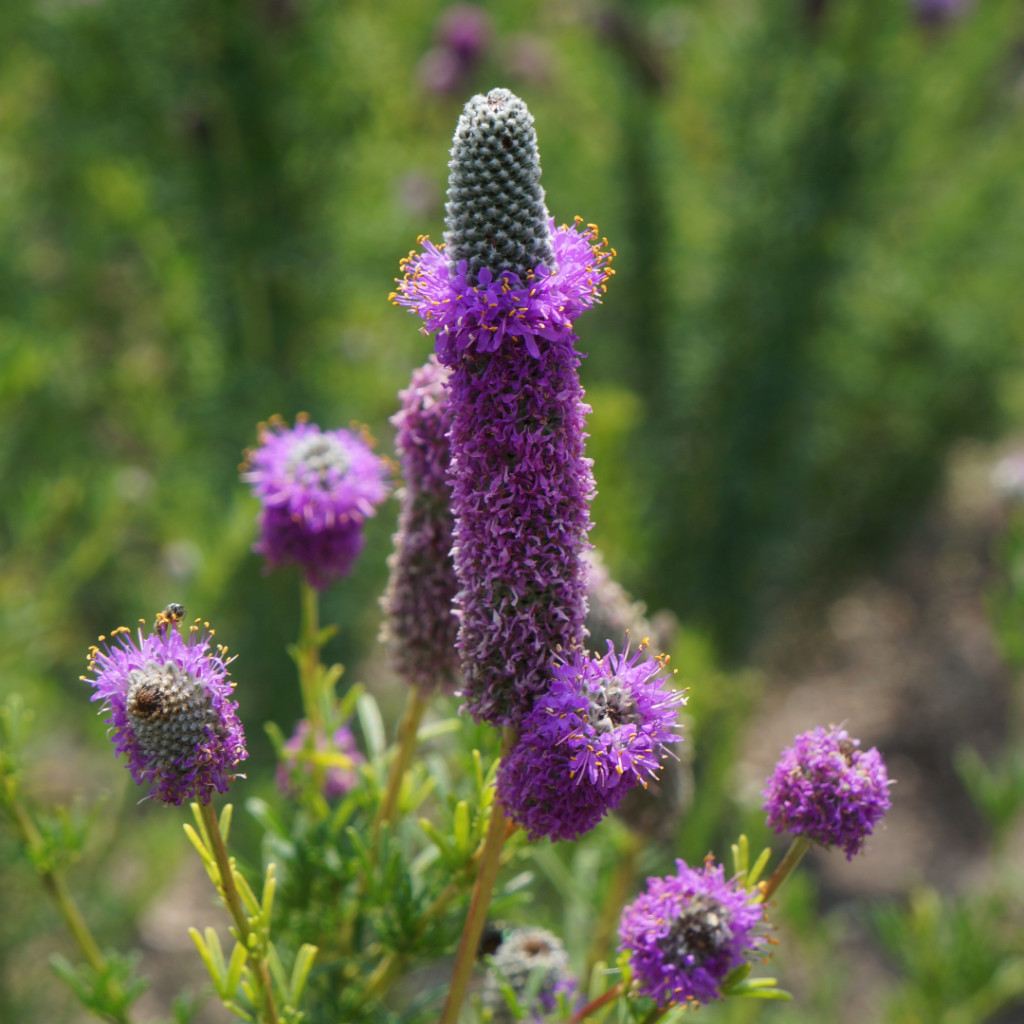 Purple Prairie Flower, Violet Prairie Clover, Attracs Pollinators, FREE SHIP gallery
