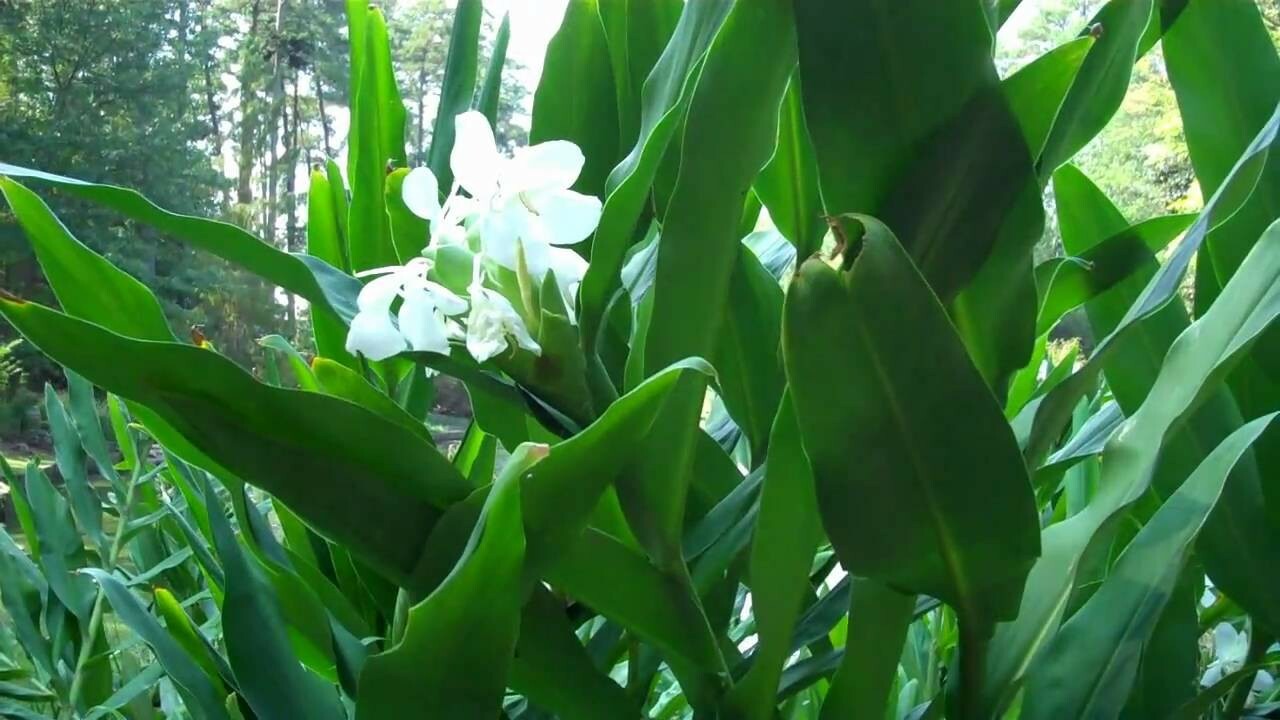 2 White Hedychium Coronarium Rhizomes, Butterfly Ginger Plants, Free shipping! gallery