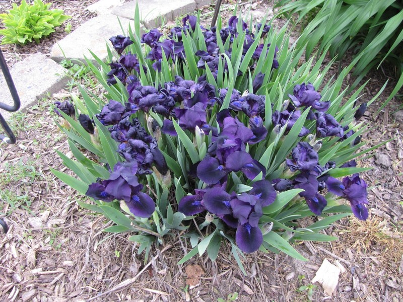 10 MINI IRIS Solid Very Dark purple live plants perennial bulb Freshly Dug gallery