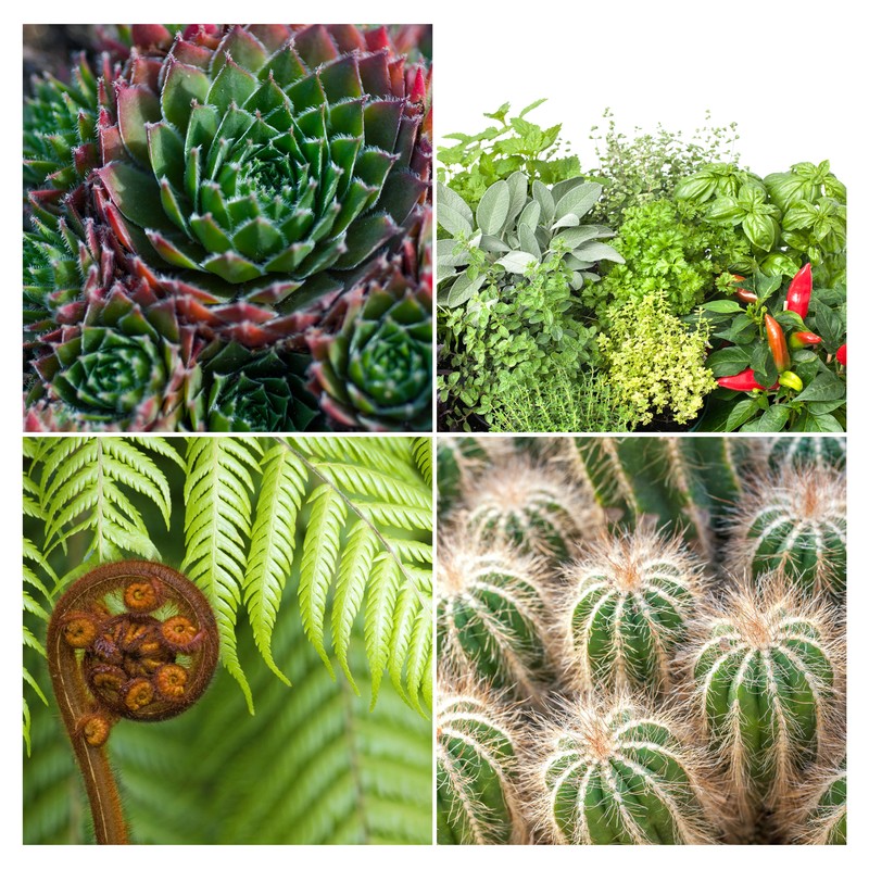 Coco Peat Perlite Potting Mix, Loose Coconut Coir and Perlite for Garden gallery