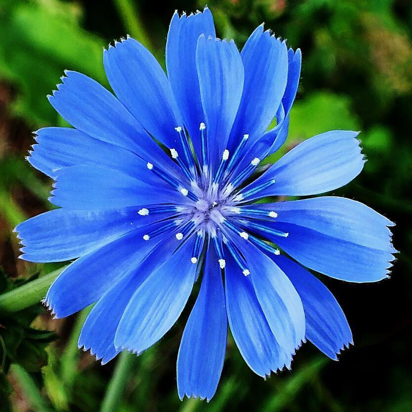 Chicory Seeds | Non-GMO | Free Shipping | Flower Seeds | Seed Store | 1248 gallery