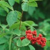 FRAGRANT LEMON SUMAC Rhus Aromatica 10,20,40 SEEDS gallery