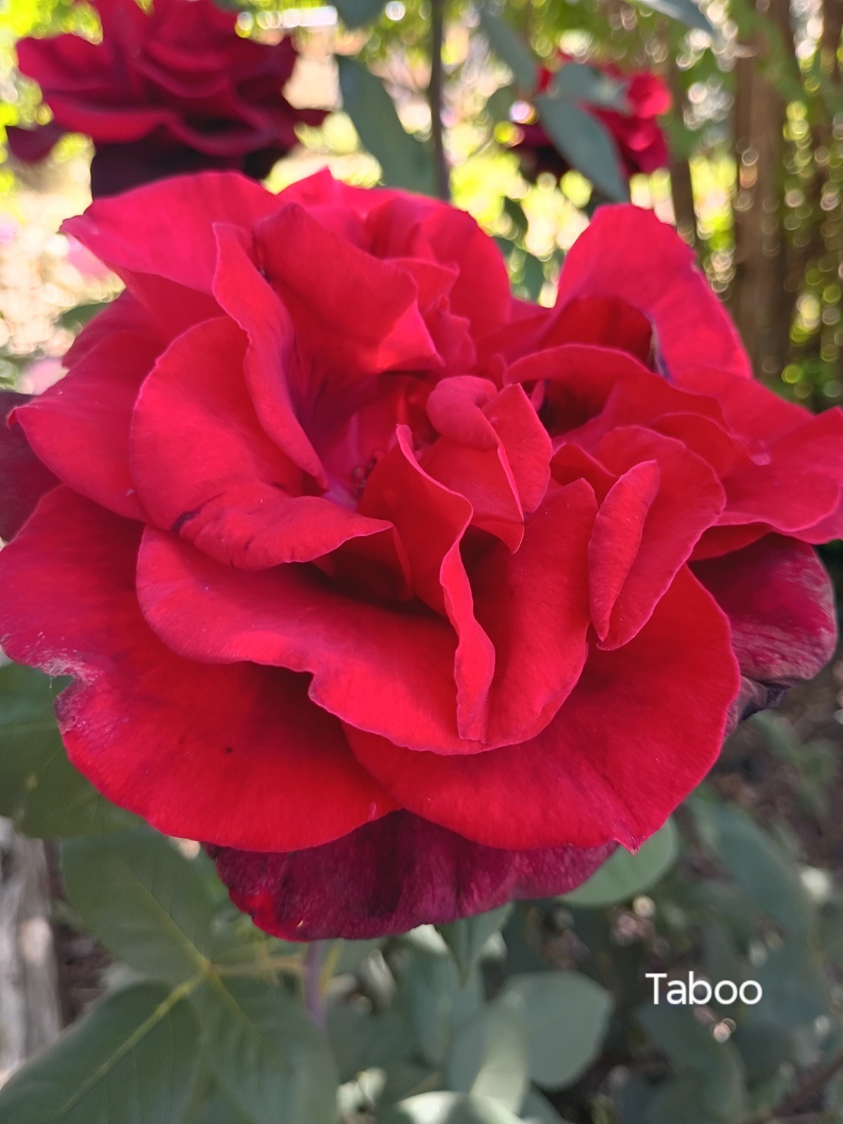 Taboo-Deep Red Hybrid Tea Own-root Live Plant Long Stems 6" Pot Rose Bush gallery