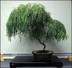 Bonsai Dwarf Weeping Willow Tree – Thick Trunk Cutting – Indoor/Outdoor Live Bon