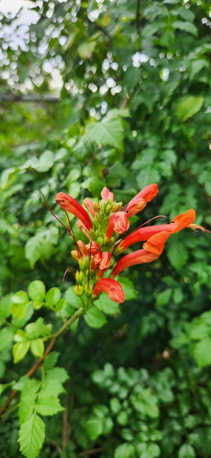 Rooted Cape HoneySuckle - Tecomaria Capensis attracts Butterflies Hummingbirds gallery