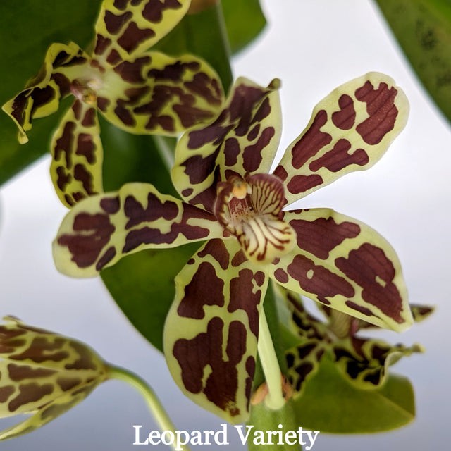 (787-1) Gram.Scriptum NBS gallery