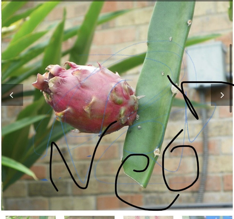 Small DRAGON FRUIT CUTTING for grafting 4-7 Inches Check description gallery