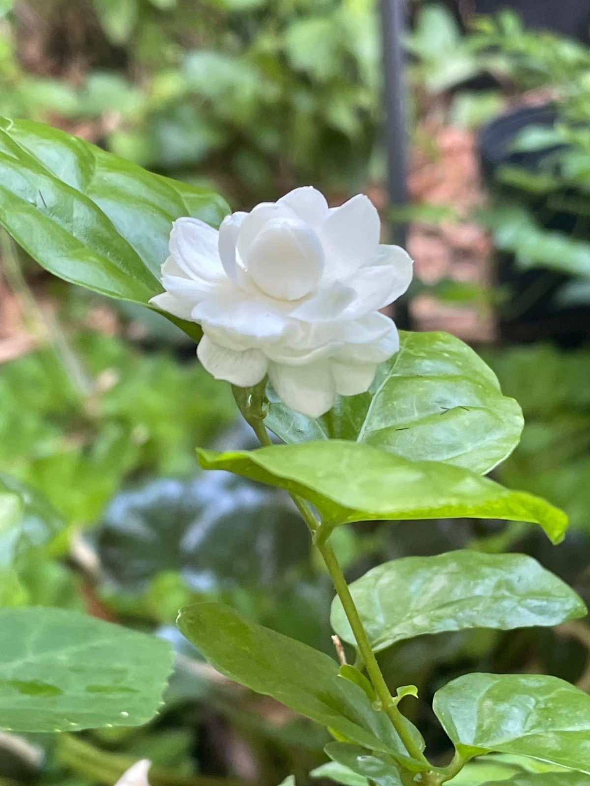 Malitodd Pikul jasmine sambac gallery