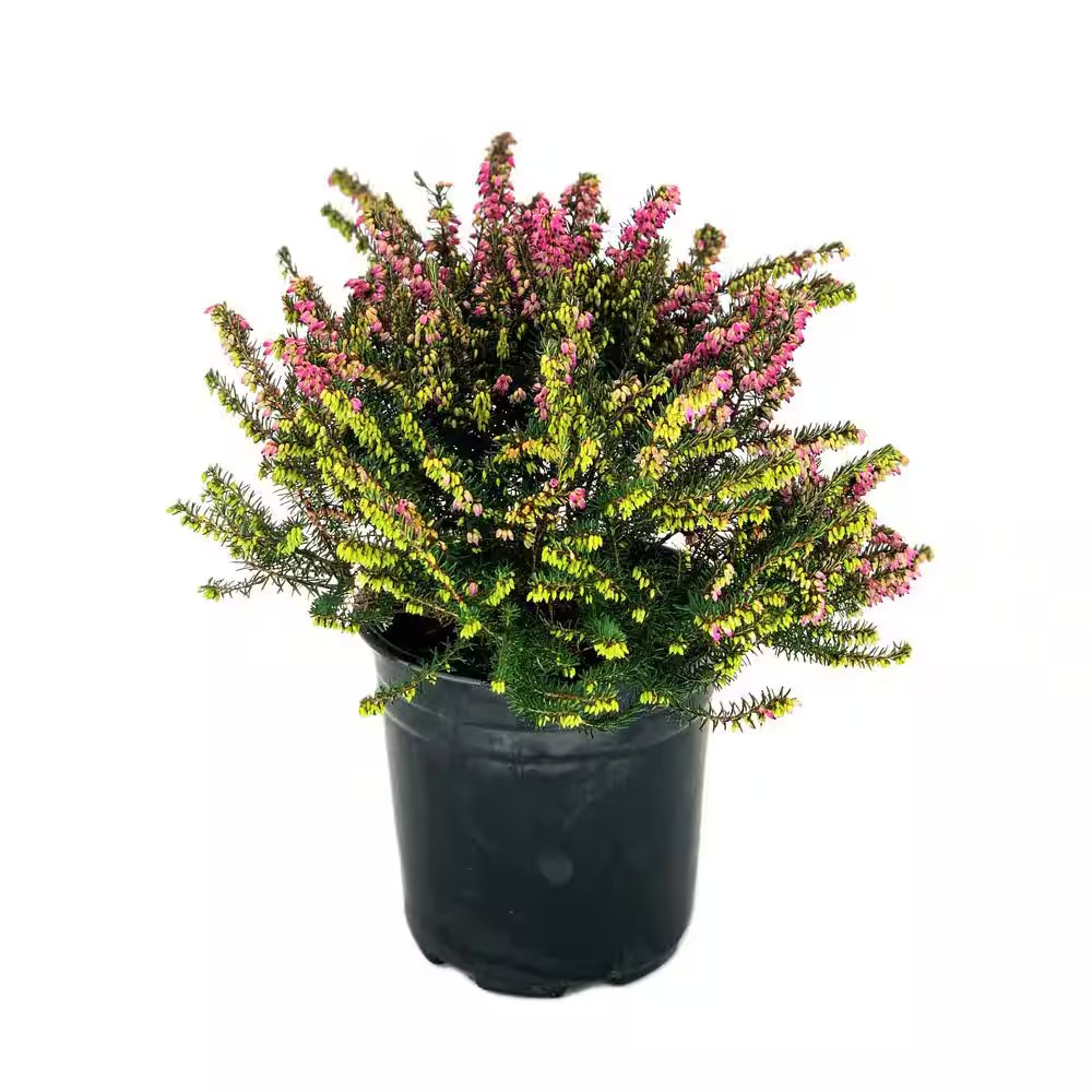 2.5 Qt. Kramer'S Rote Heather Evergreen Live Shrub with Bright Pink Flowers gallery