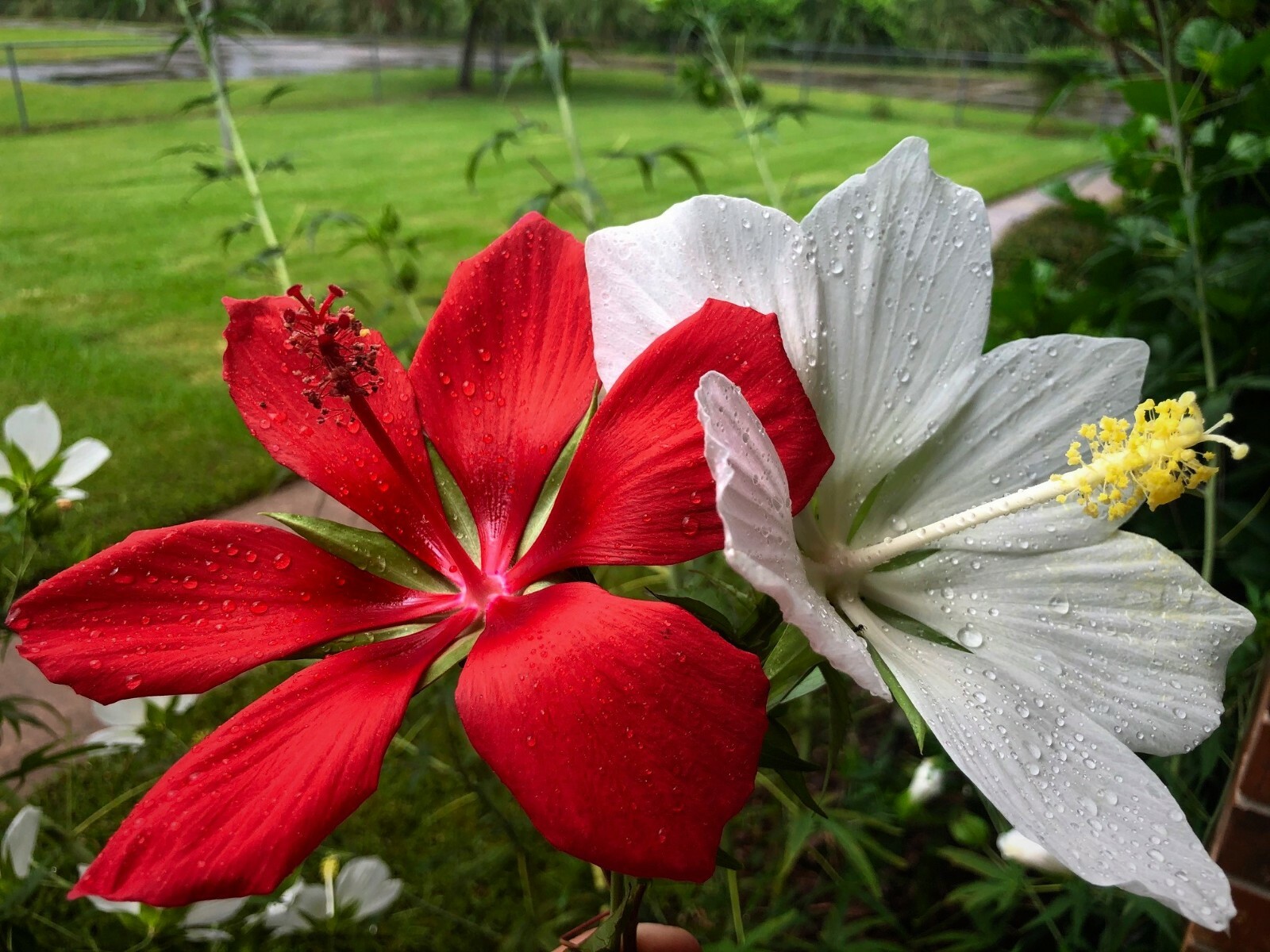 Texas Star Hardy Hibiscus Seeds RED and WHITE 50+ of each, 100+ SPRING SALE!!! gallery