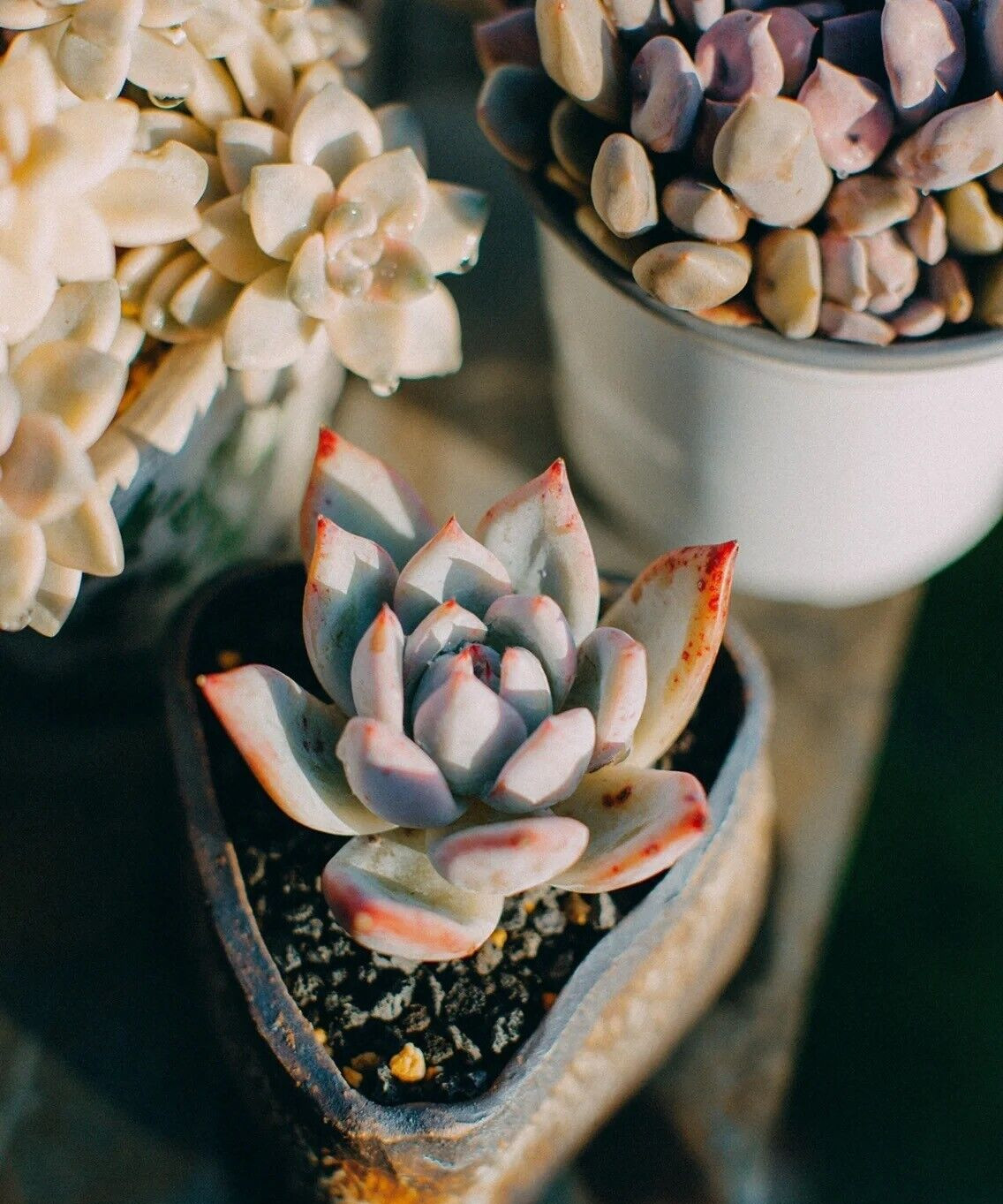 100pcs Mixed Rare Succulent Seeds, Mult-Color Indoor/Outdoor Plant gallery