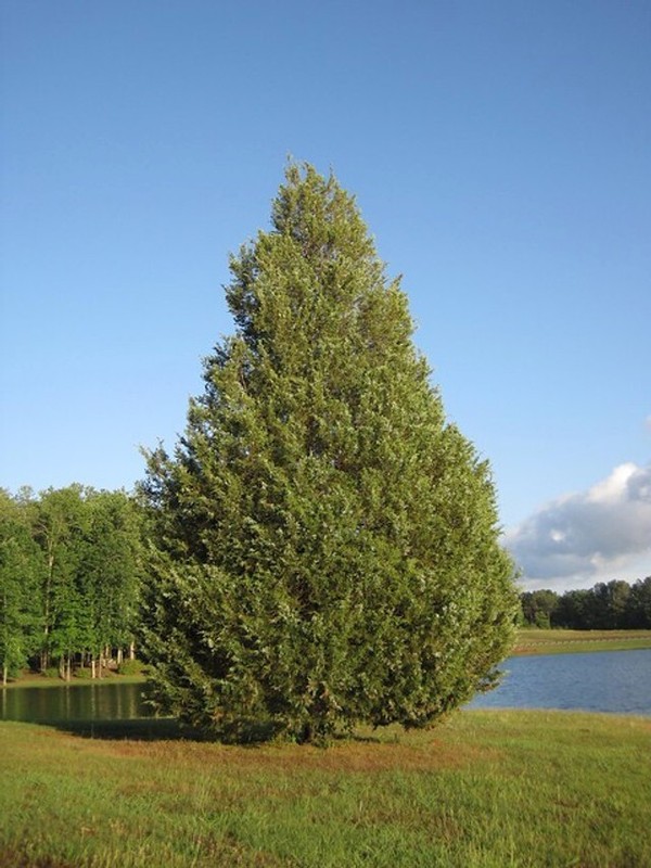 One Eastern Red Cedar Tree Juniperus Virginiana 8"- 12" Live Bare-Root Sapling🌲 gallery