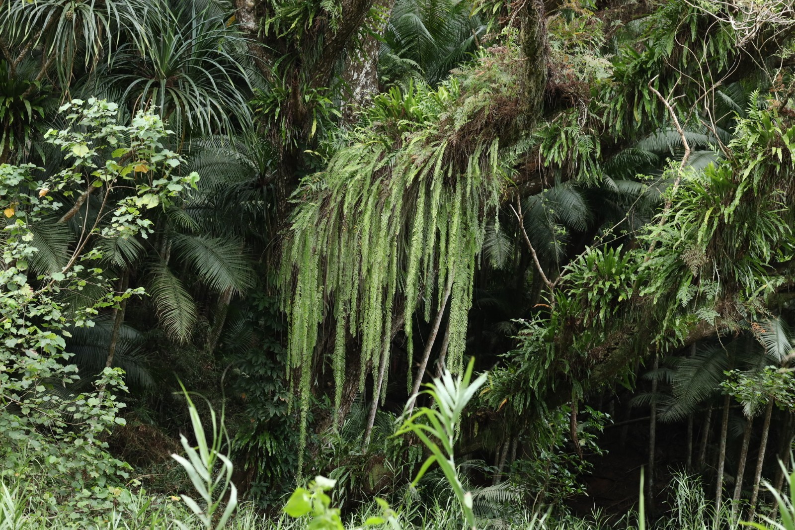 NEPHROLEPIS ACTUIFOLIA - Giant gorgeous jungle-like fern ! Tropical not staghorn gallery