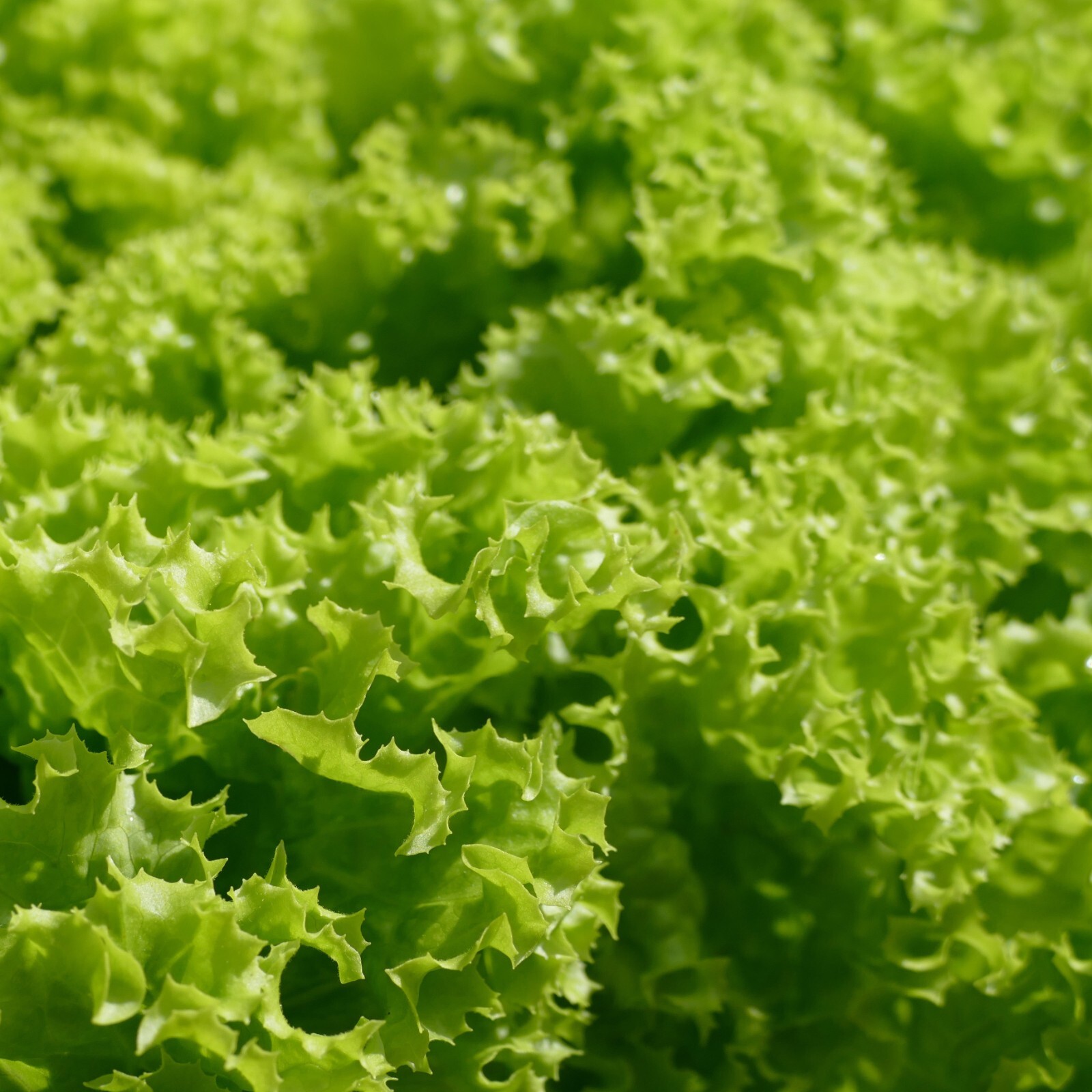 Endive Seeds, Curled Ruffec, Non-GMO, Heirloom, Fast Growing, Free Shipping gallery
