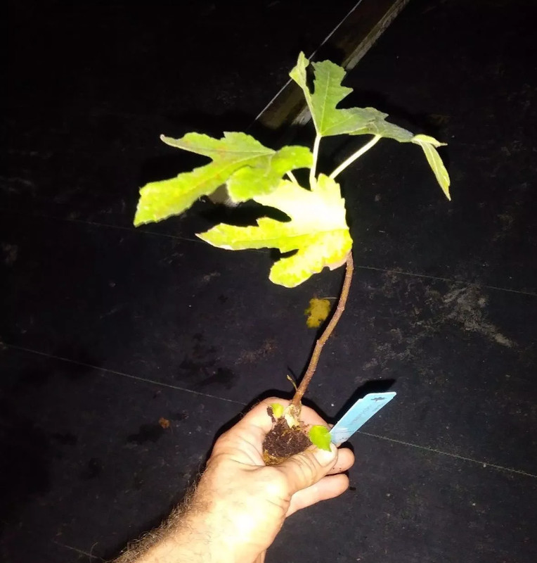 3 Brown Turkey Fig Tree – Live Starter Plants 4-6" Tall – Plant Rooted – No Pot gallery