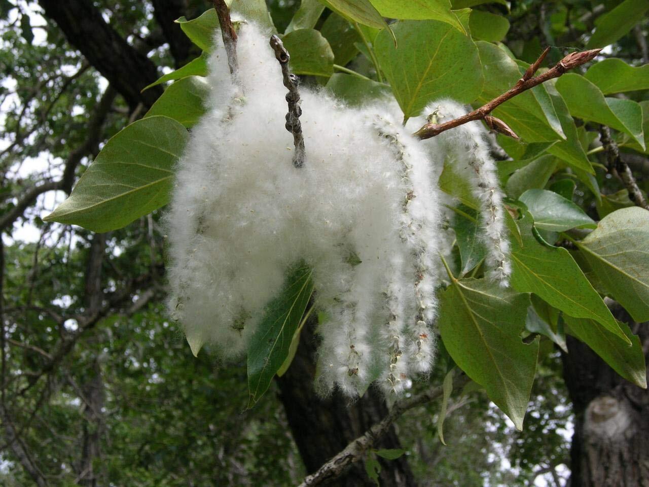 2 Cottonwood Tree Cuttings - Grow 2 Trees - Fast Growing Trees for Shade and Pri gallery