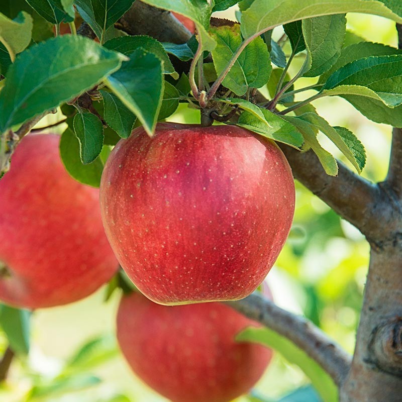 Galla Apple Grafted Fruit Tree In Quart Pot gallery