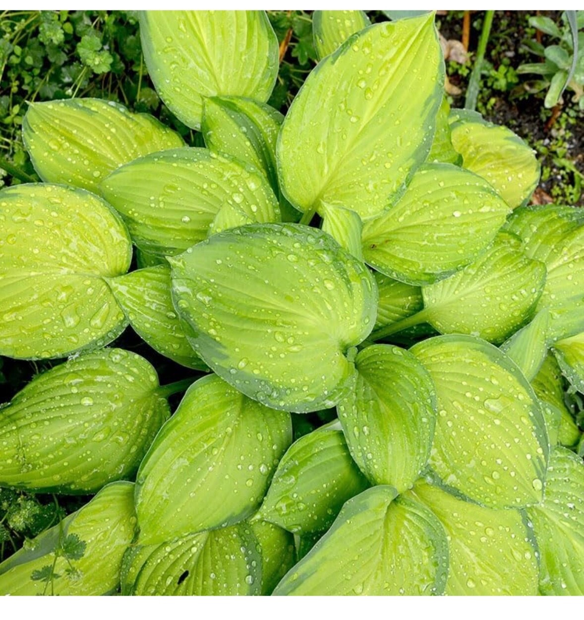 Yellow Hosta - "Golden Tiara" hosta plants - 3 plants gallery