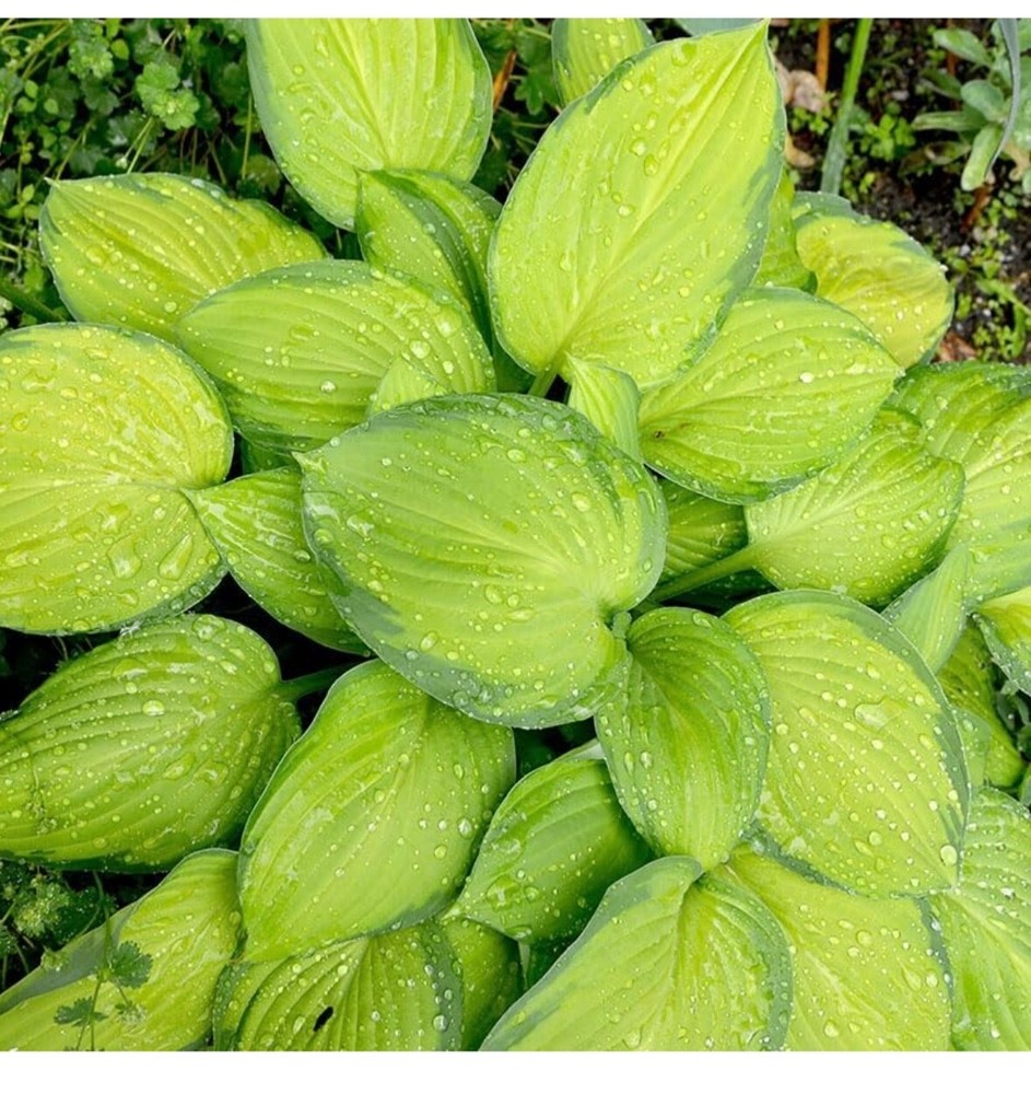 Yellow Hosta - "Golden Tiara" hosta plants - 3 plants