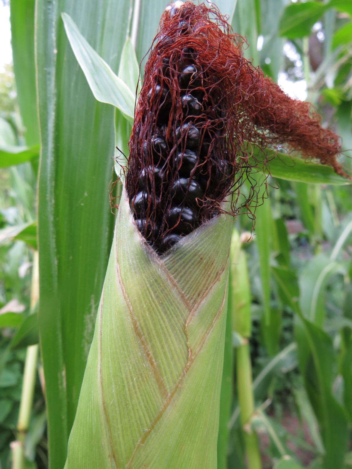 Maize Morado - Black Corn from Peru gallery