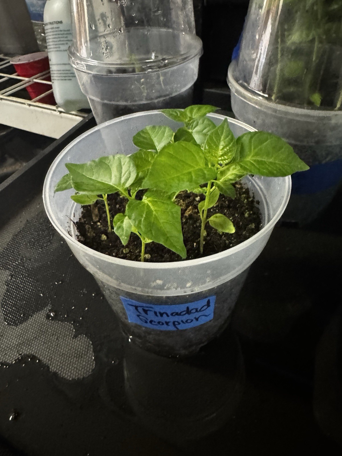 Popular!! Trinidad Moruga Scorpion!! Healthy!! Ready To Ship!! gallery