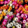 Daisy ICE PLANT LIVINGSTONE Mix Dwarf 5" Groundcover Drought Tolerant 2000 Seeds gallery