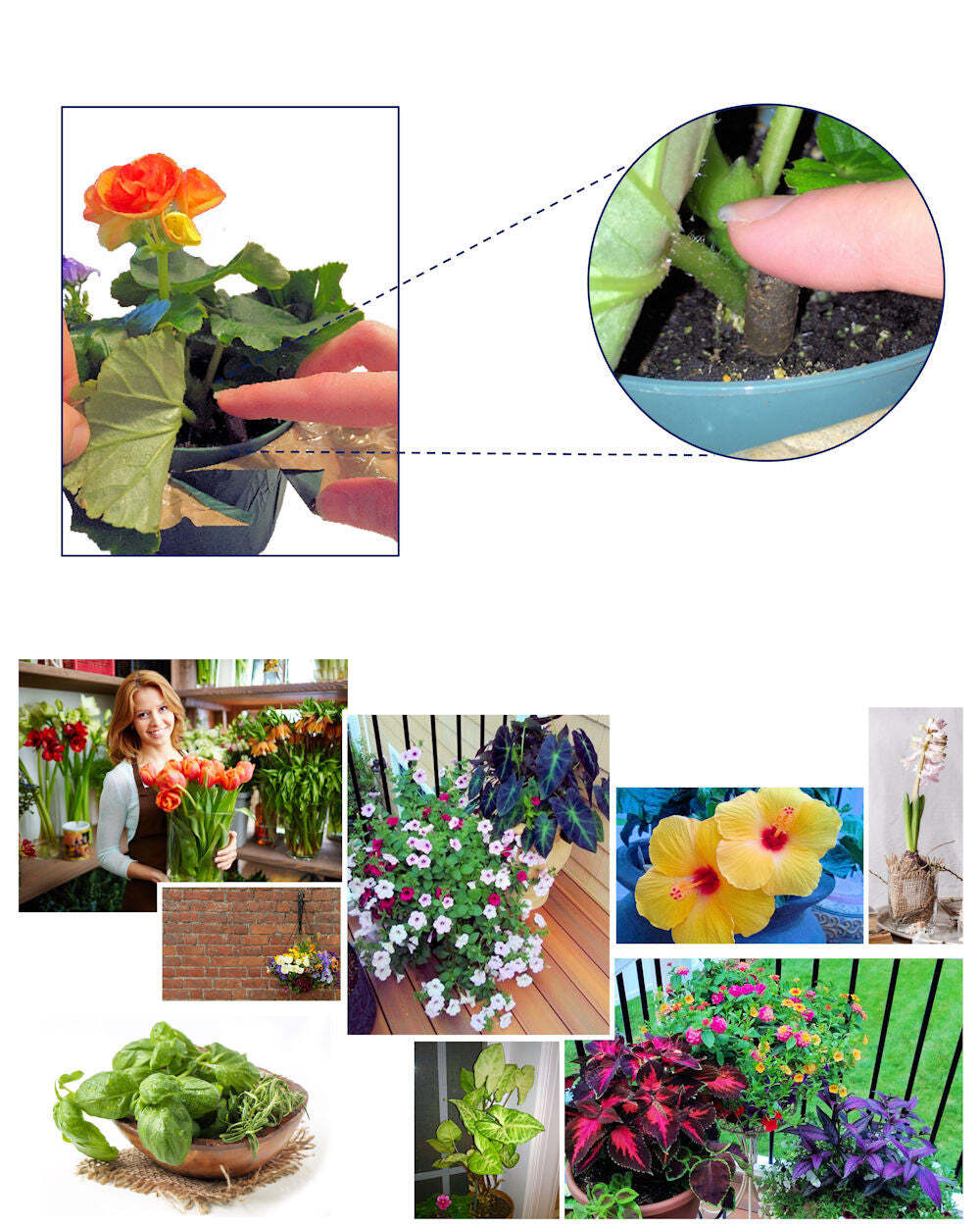 EarthPods® CAL + MAG BOOST Organic Plant Food Spikes (100 Fertilizer Capsules) gallery