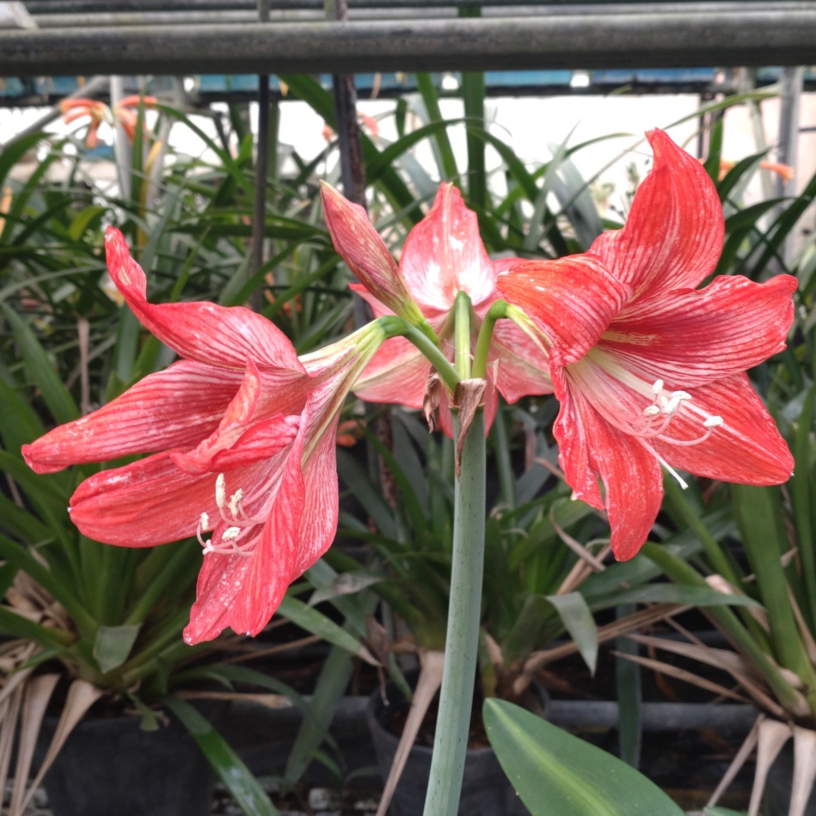 New! 2026 Original Hippeastrum cv. 'February Rouge' 1 bulb green variegation gallery