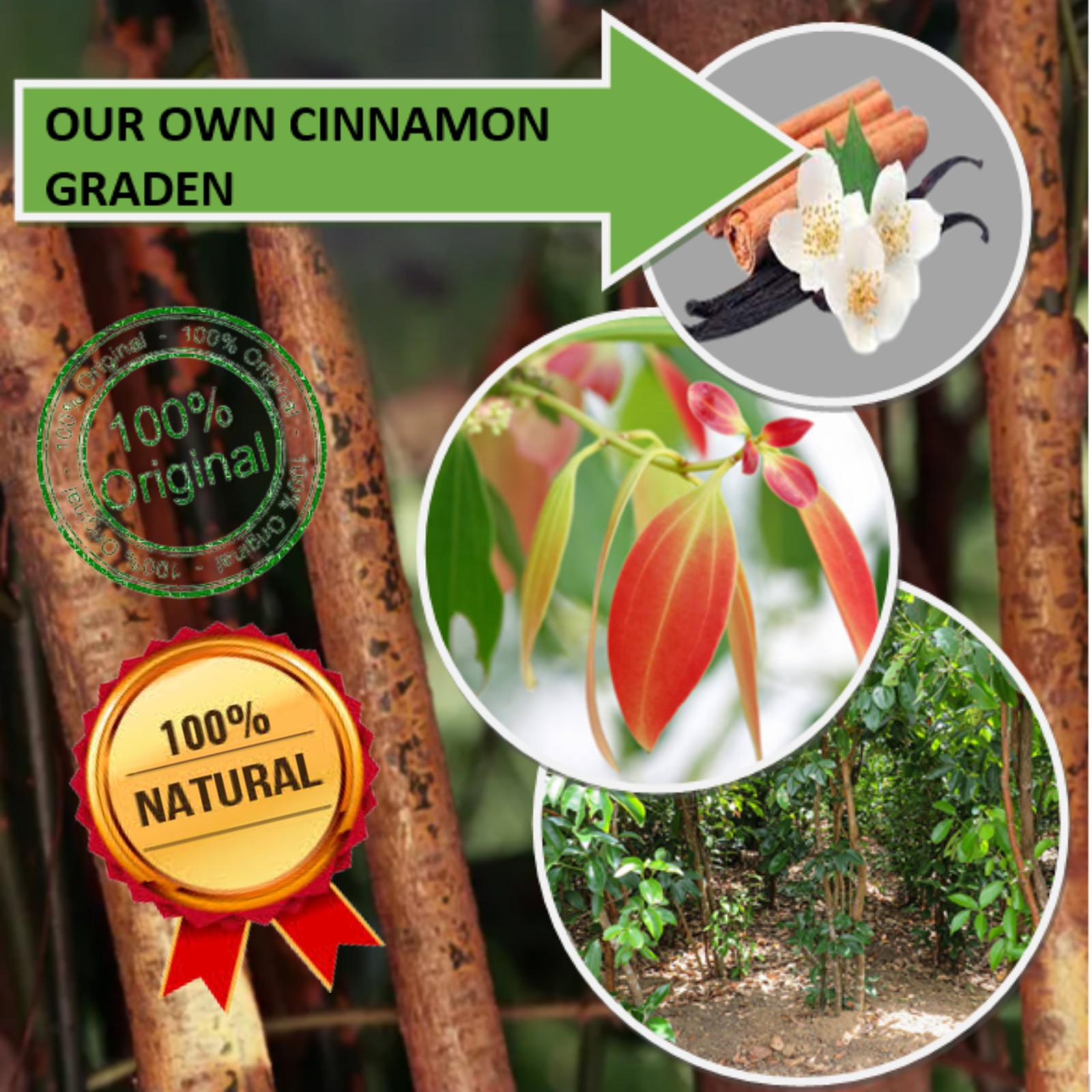 Cinnamon Pure Ceylon High Quality Cinnamon Sticks Not Cassia Certified Organic gallery