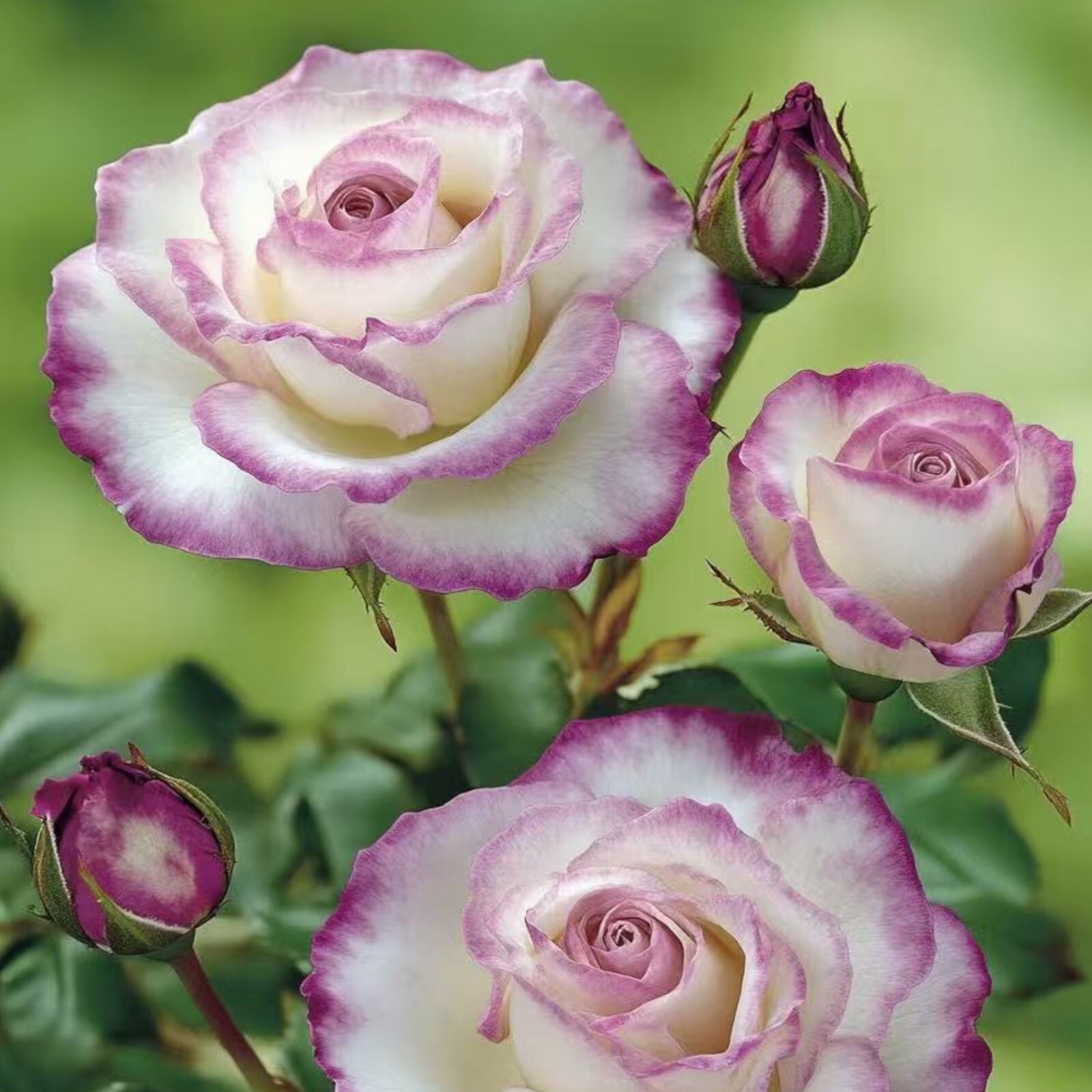 Two-Tone White and Purple Rose Seeds – 20 Seeds – Non-GMO Heirloom Variety gallery