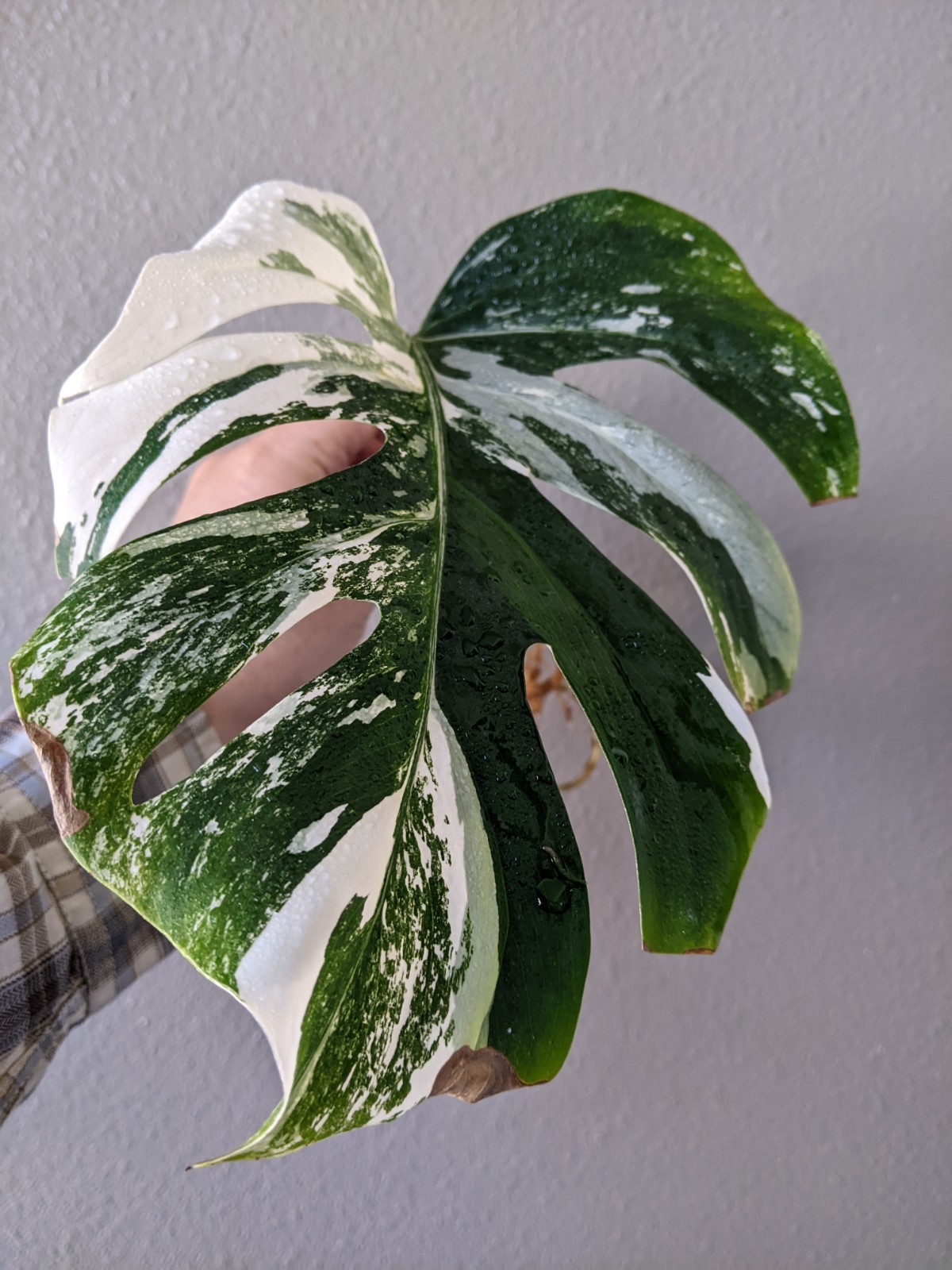 Monstera Albo Deliciosa Rooted Cutting, Tri-Color Marble Variegation, FREE Ship. gallery
