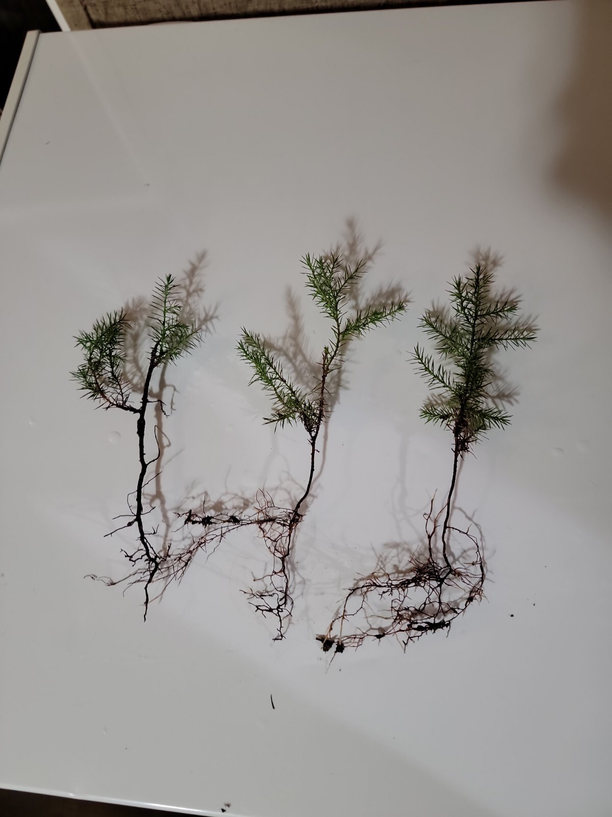(4) Eastern Red Cedar Juniper seedling live trees 4-8 + inches gallery
