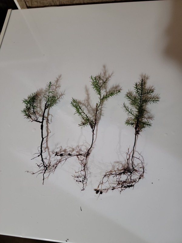 (4) Eastern Red Cedar Juniper seedling live trees 4-8 + inches gallery