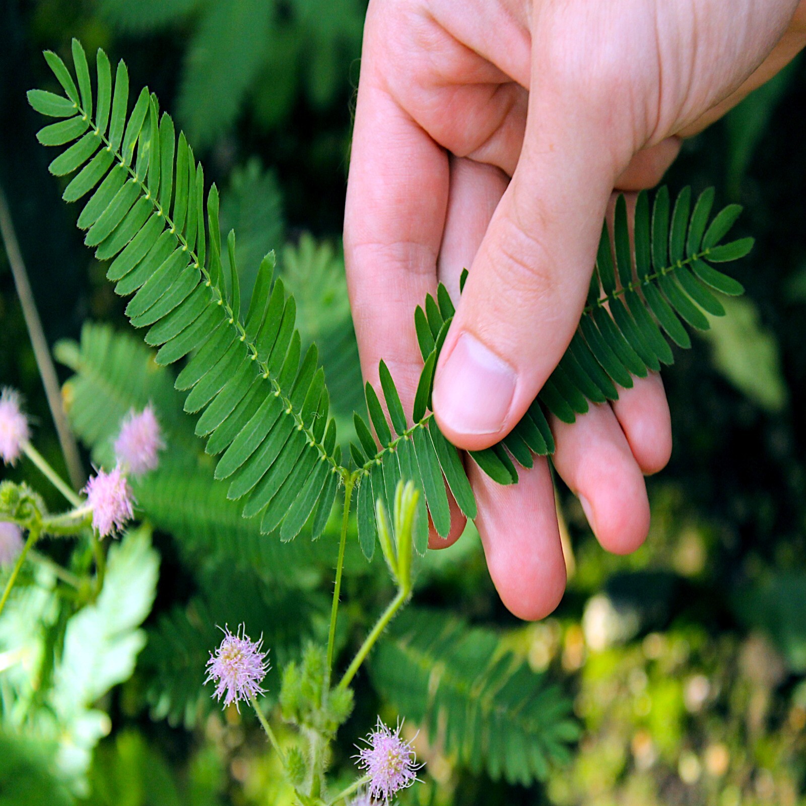 Dwarf (Mimosa pudica) "Sensitive Plant" Tropical Houseplant Flower Tree Seeds gallery