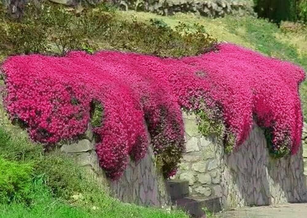 1000+ Red Creeping Thyme Seeds -- Groundcover -- Non-GMO -- FRESH gallery