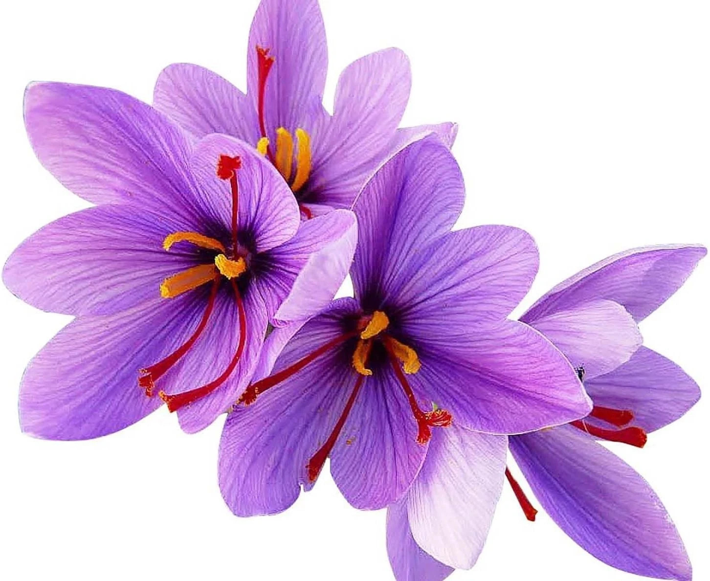 Stunning Fall Blooms – 10 Large Saffron Crocus Corms for a Beautiful Garden gallery