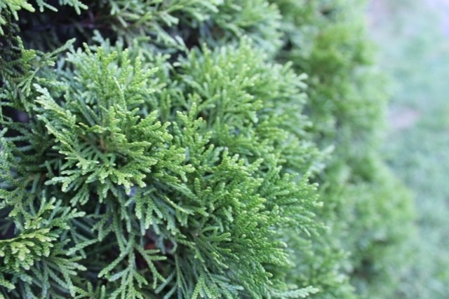 American Arborvitae (Thuja occidentalis) White Cedar 50+ Seeds – Evergreen Hedge gallery