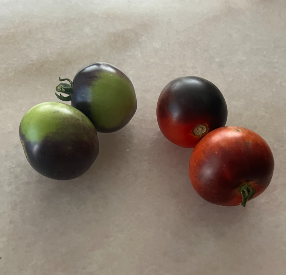 Heirloom Dwarf Tomatoes Blue Room-hydroponic, container, patio -Great Flavor gallery
