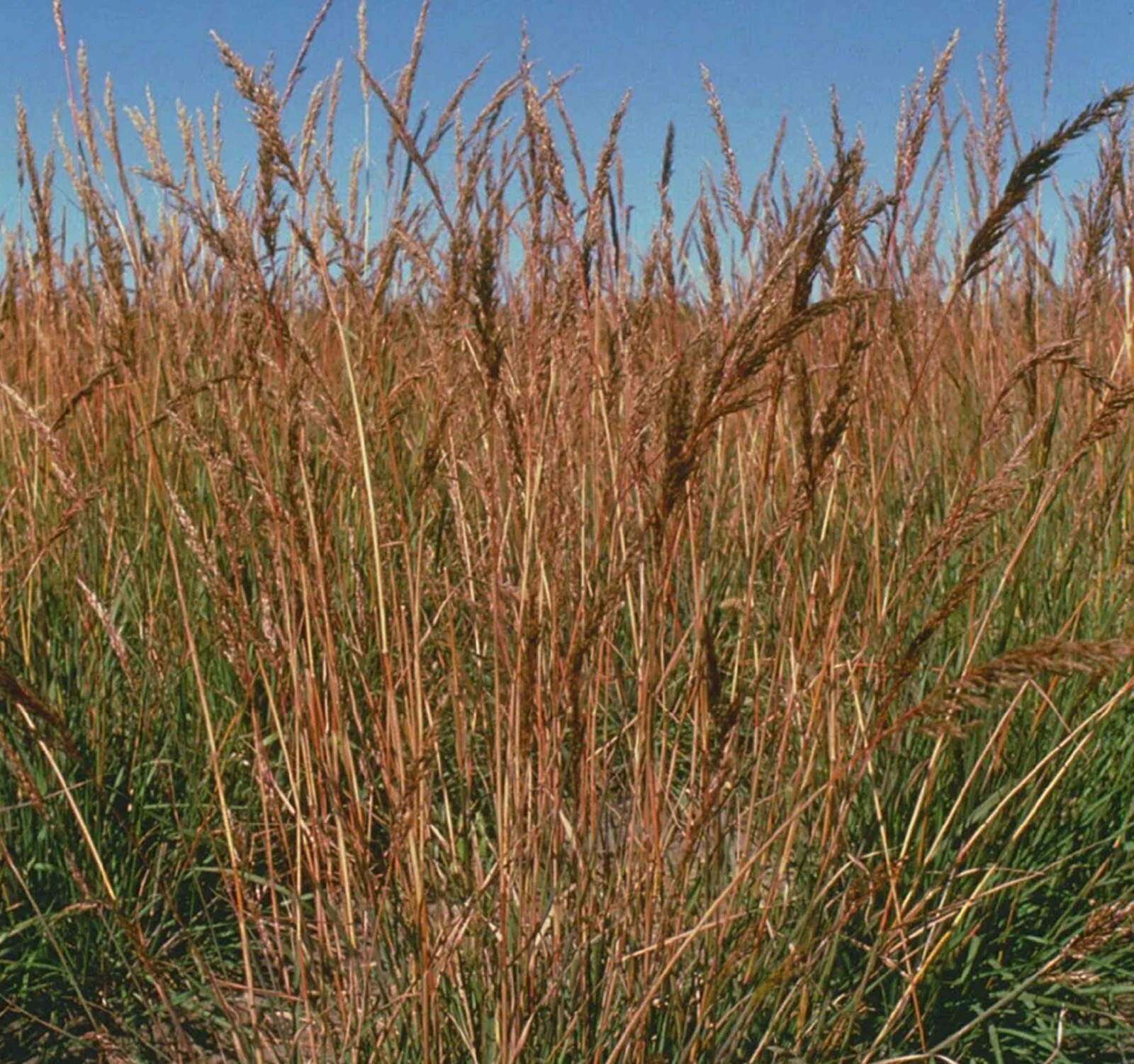 Indiangrass, Tall Perennial Native Grass Seed, Drought Tolerant, 1 lb Bag gallery